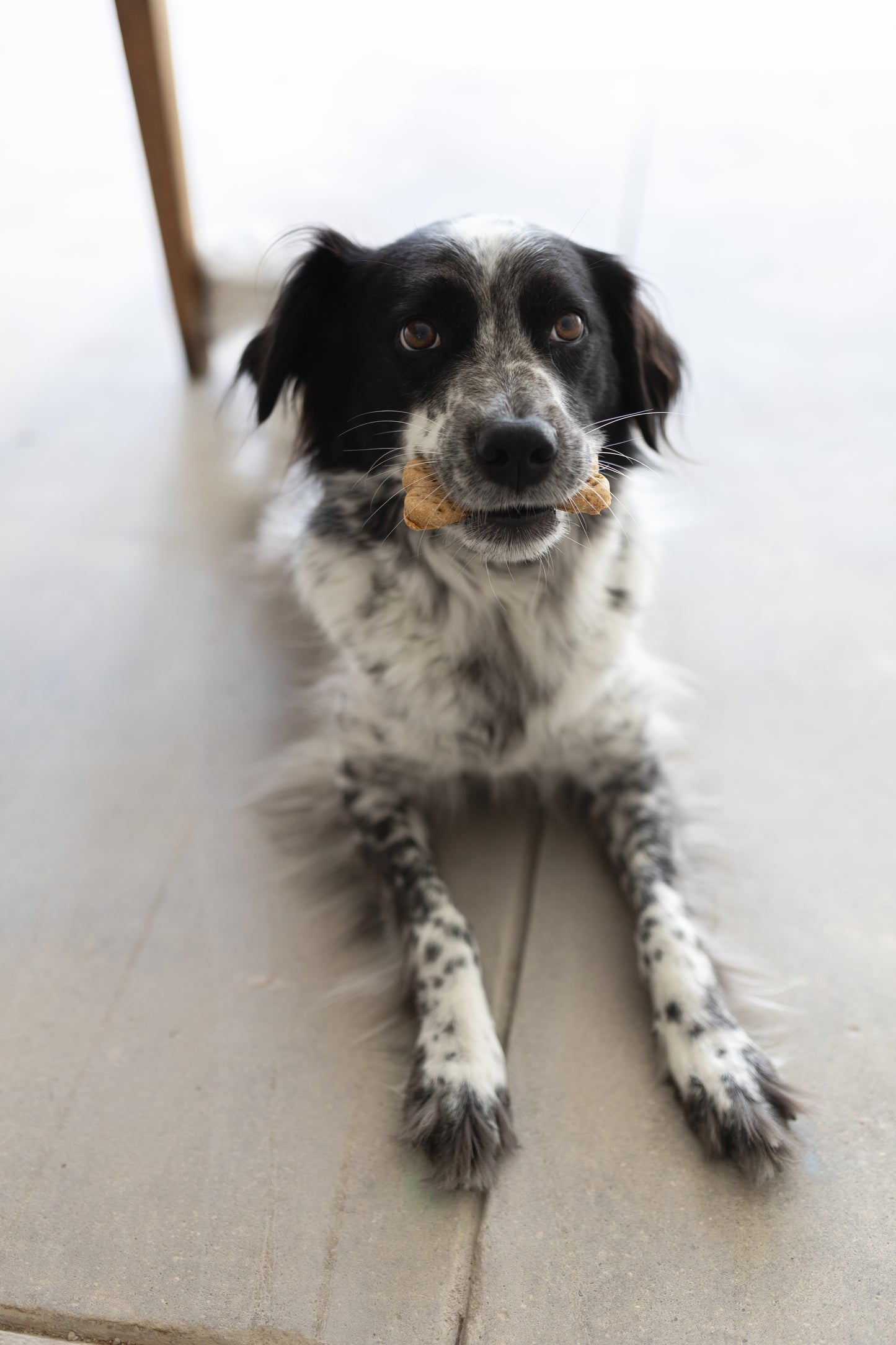 Organic Dog Treats