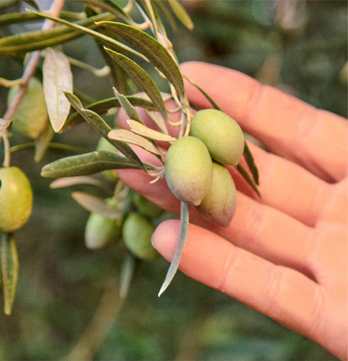 Graza Extra Virgin Olive Oil