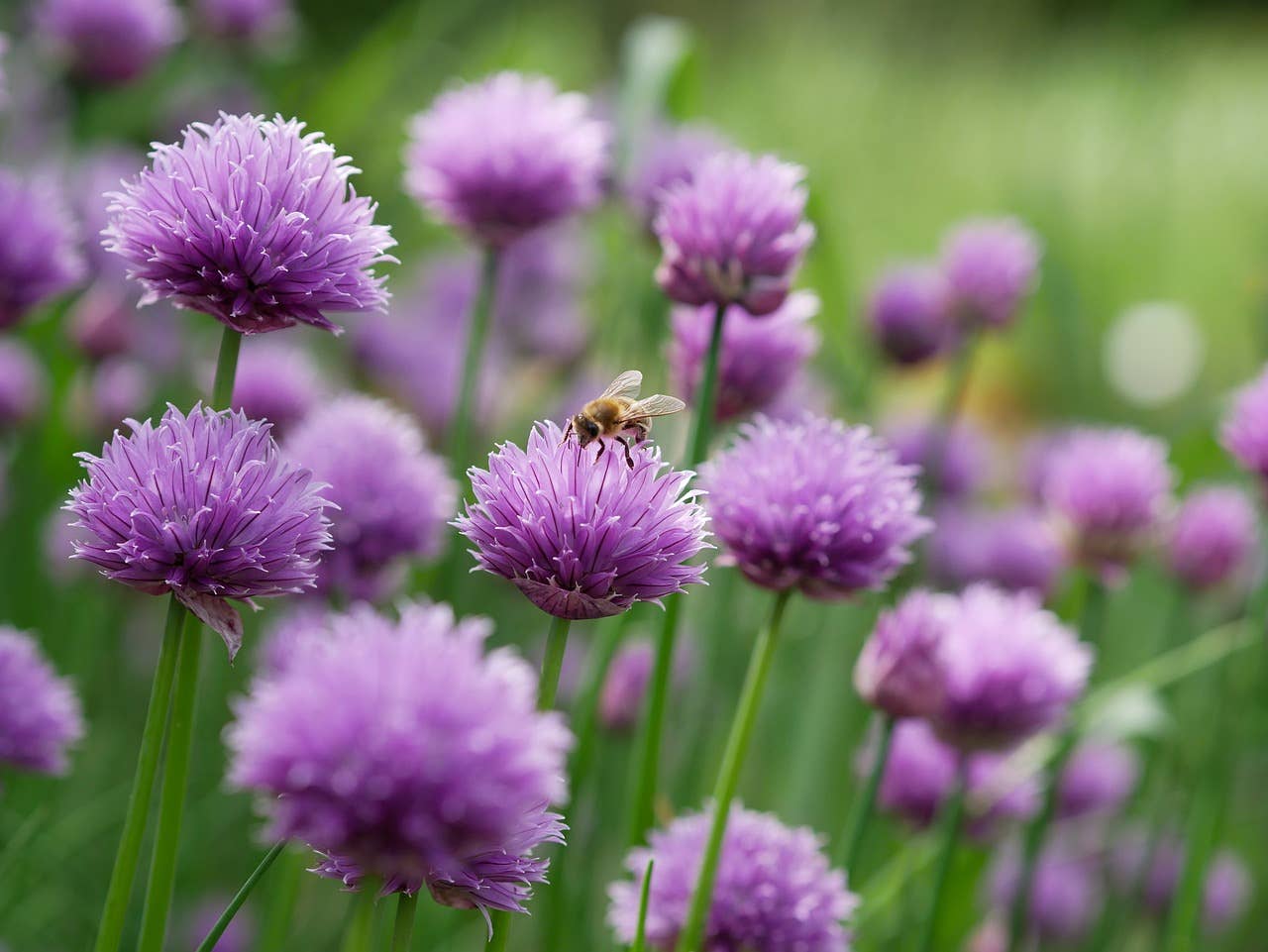 Chives Garden Seeds