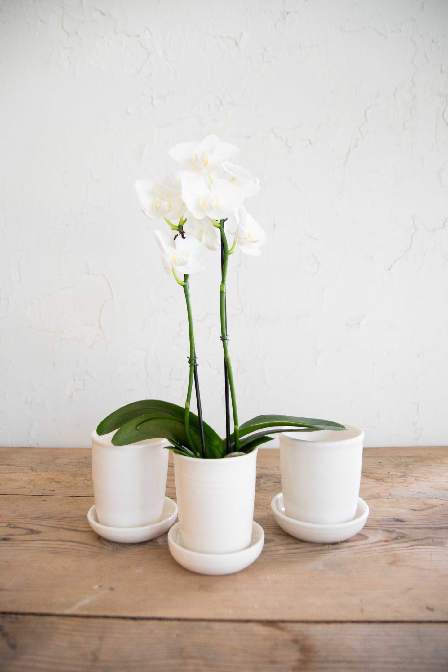 Orchid Planter