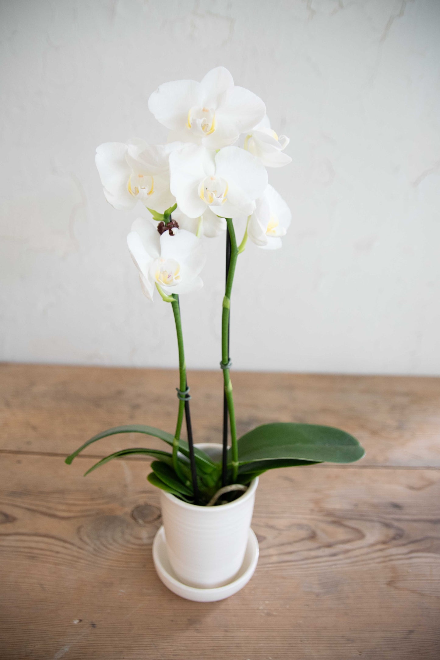 Orchid Planter