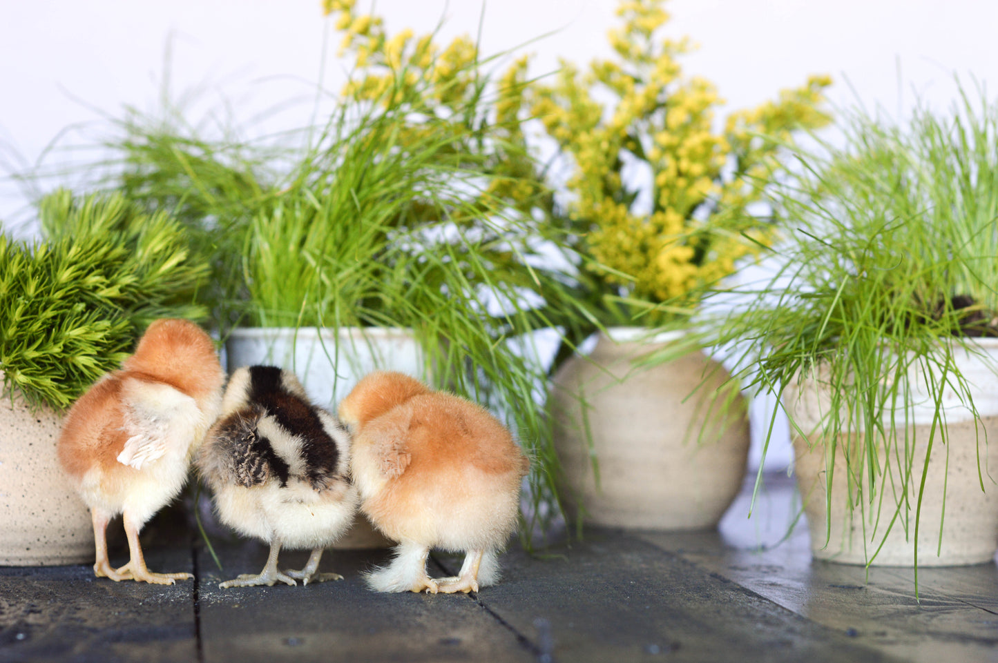 Mini Planter