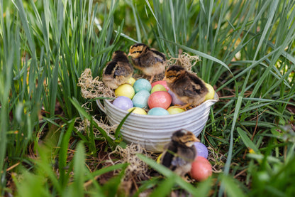 "Early Access" Handmade Ceramic Eggs Set of 3