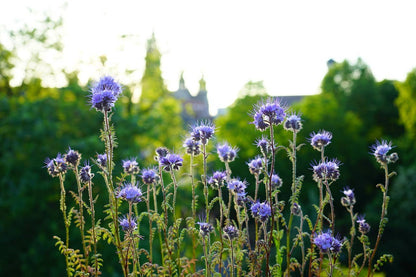 Purple Tansy Pollinator Garden Seeds