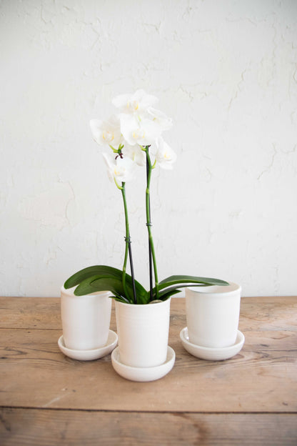 Orchid Planter