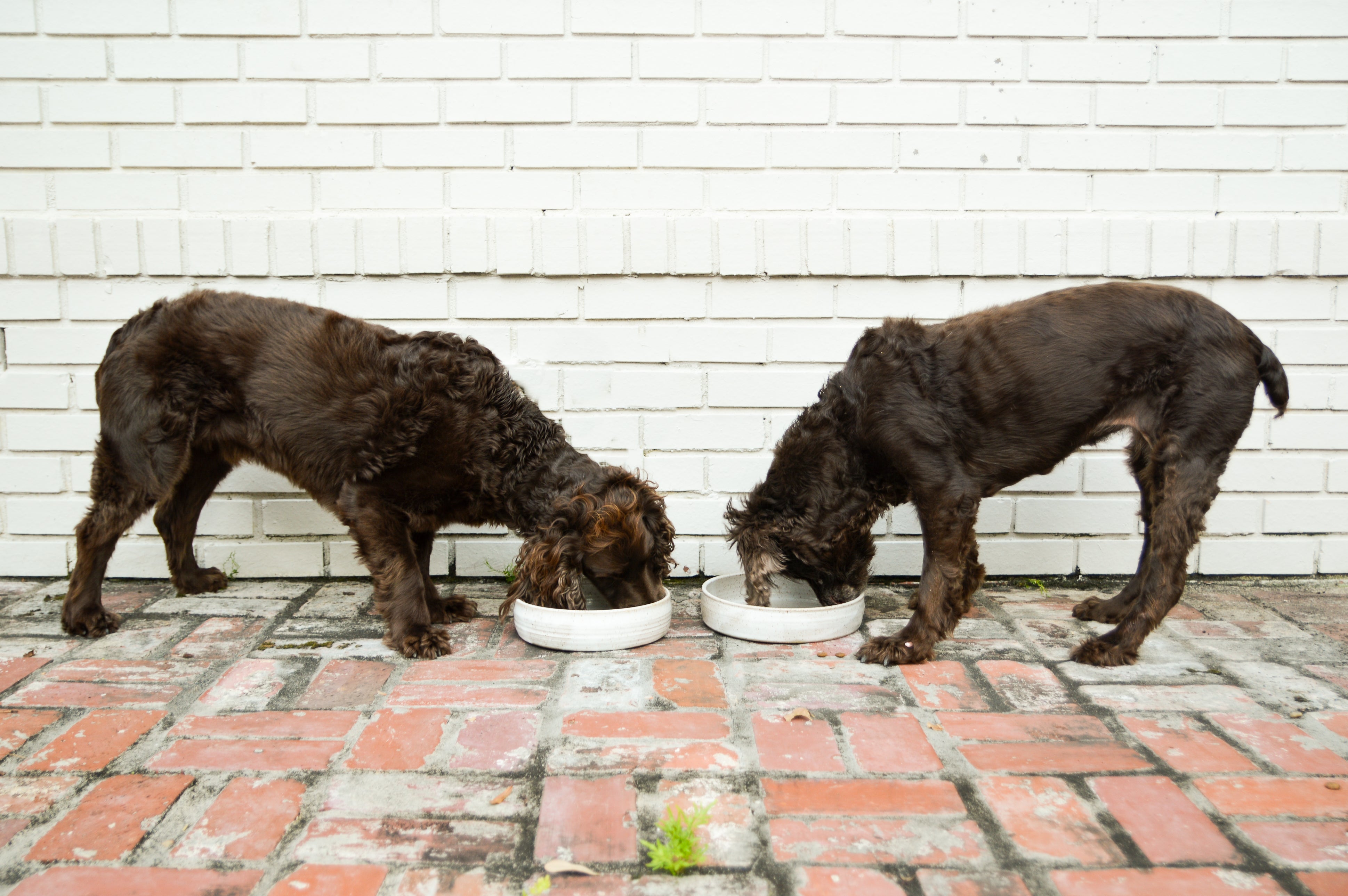 Water bowls outlet for messy dogs