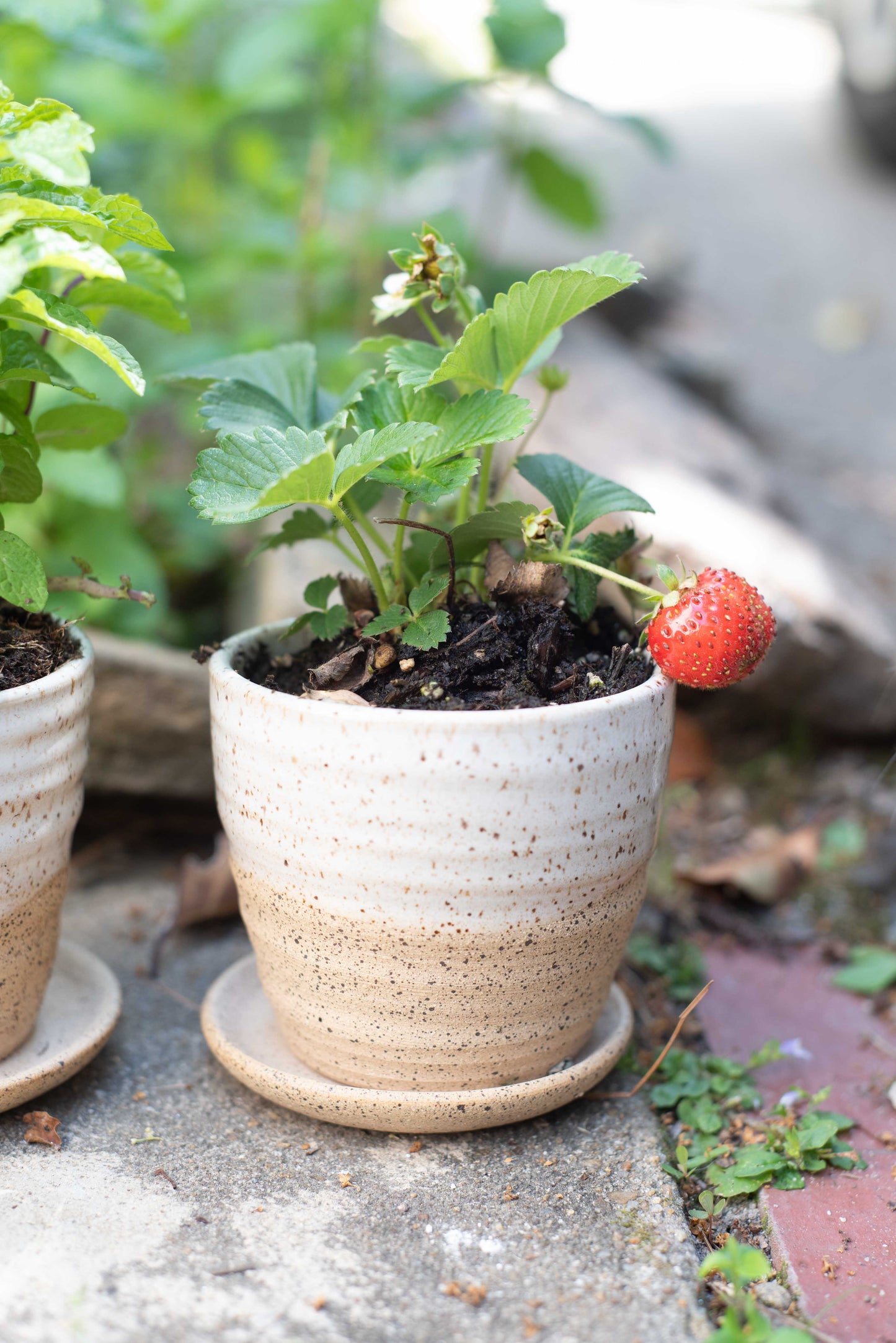 Mini Planter